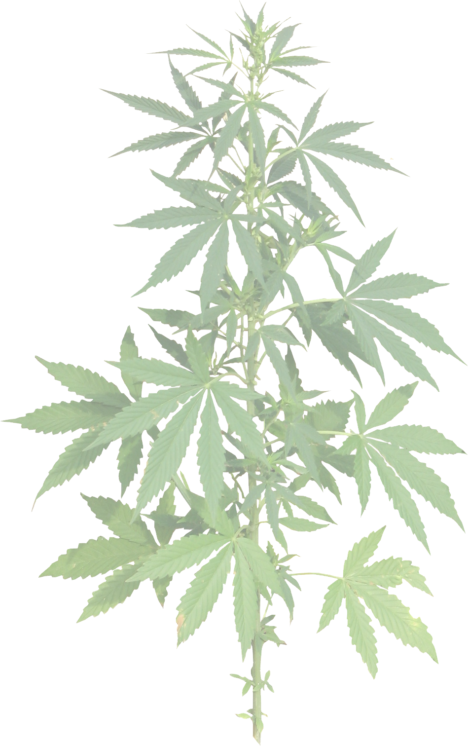 cannabis_LEAF2
